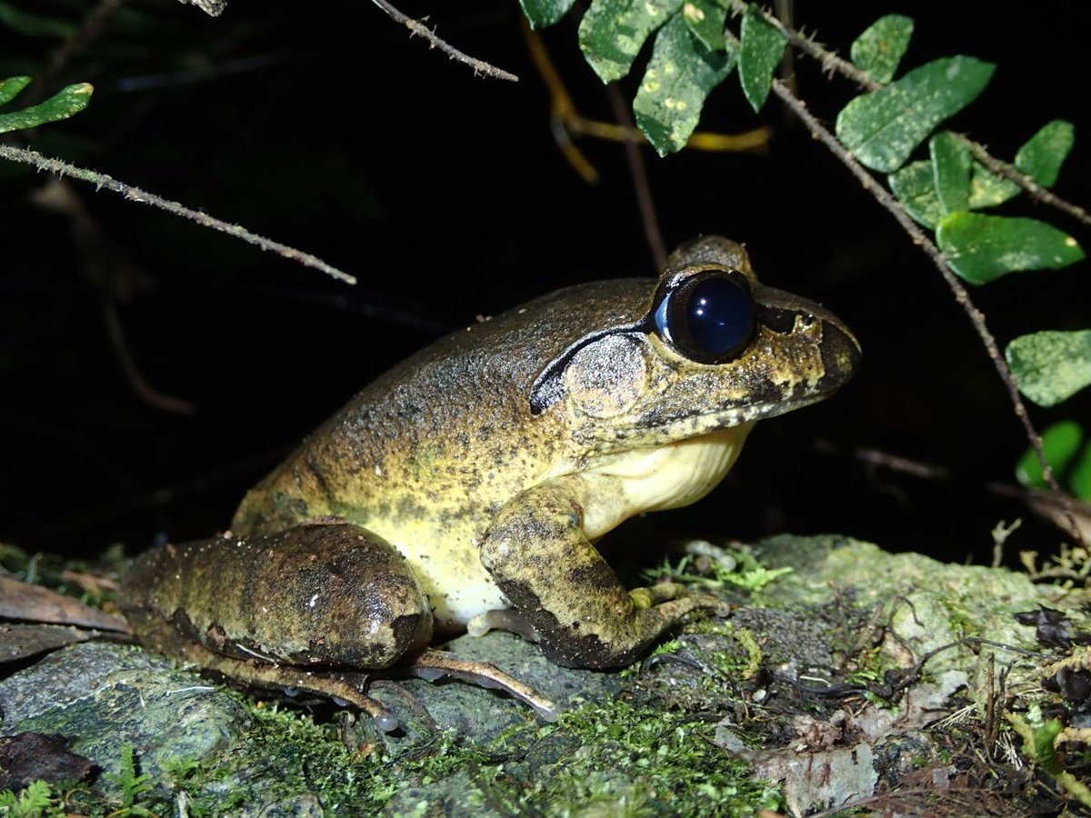 jodirowley's tweet image. Having a fantastic #bushblitz finding #frogs at Oxley Wild Rivers NP! @Earthwatch_Aus @Parks_Australia @austmus