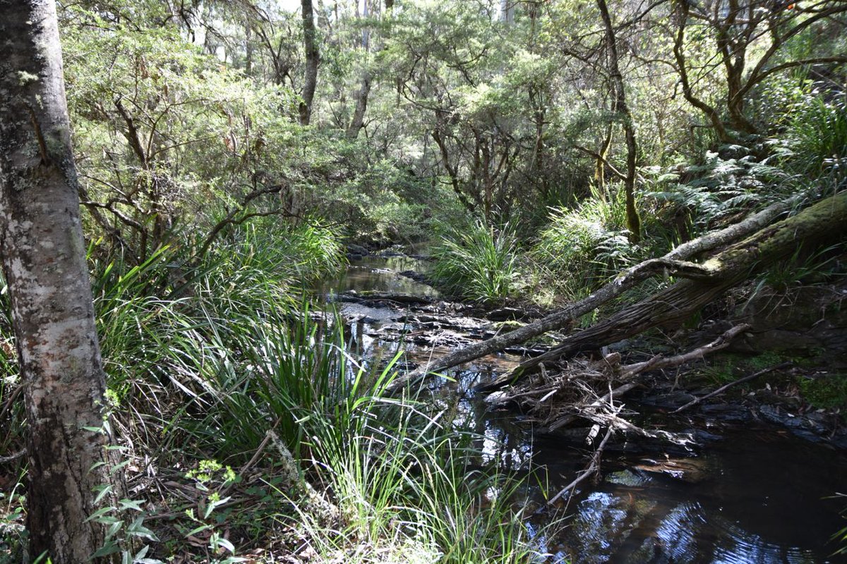 jodirowley's tweet image. Having a fantastic #bushblitz finding #frogs at Oxley Wild Rivers NP! @Earthwatch_Aus @Parks_Australia @austmus