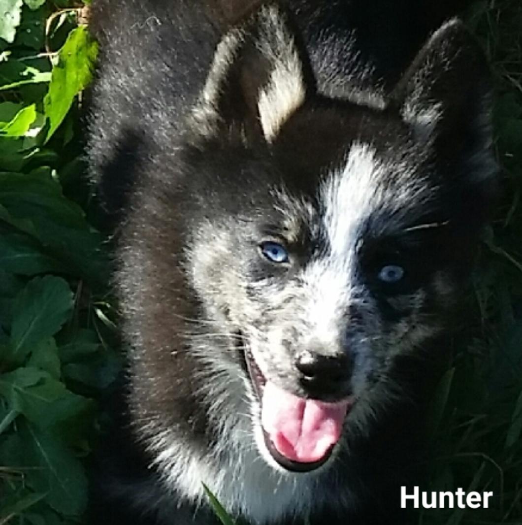 HeavenHusky's tweet photo. Hunter #pomskypup #pomsky #pomskypuppy #siberianhuskyandpomeraniancross #fluffy #furball #available #wolfie https://t.co/k85AXhvP5Z