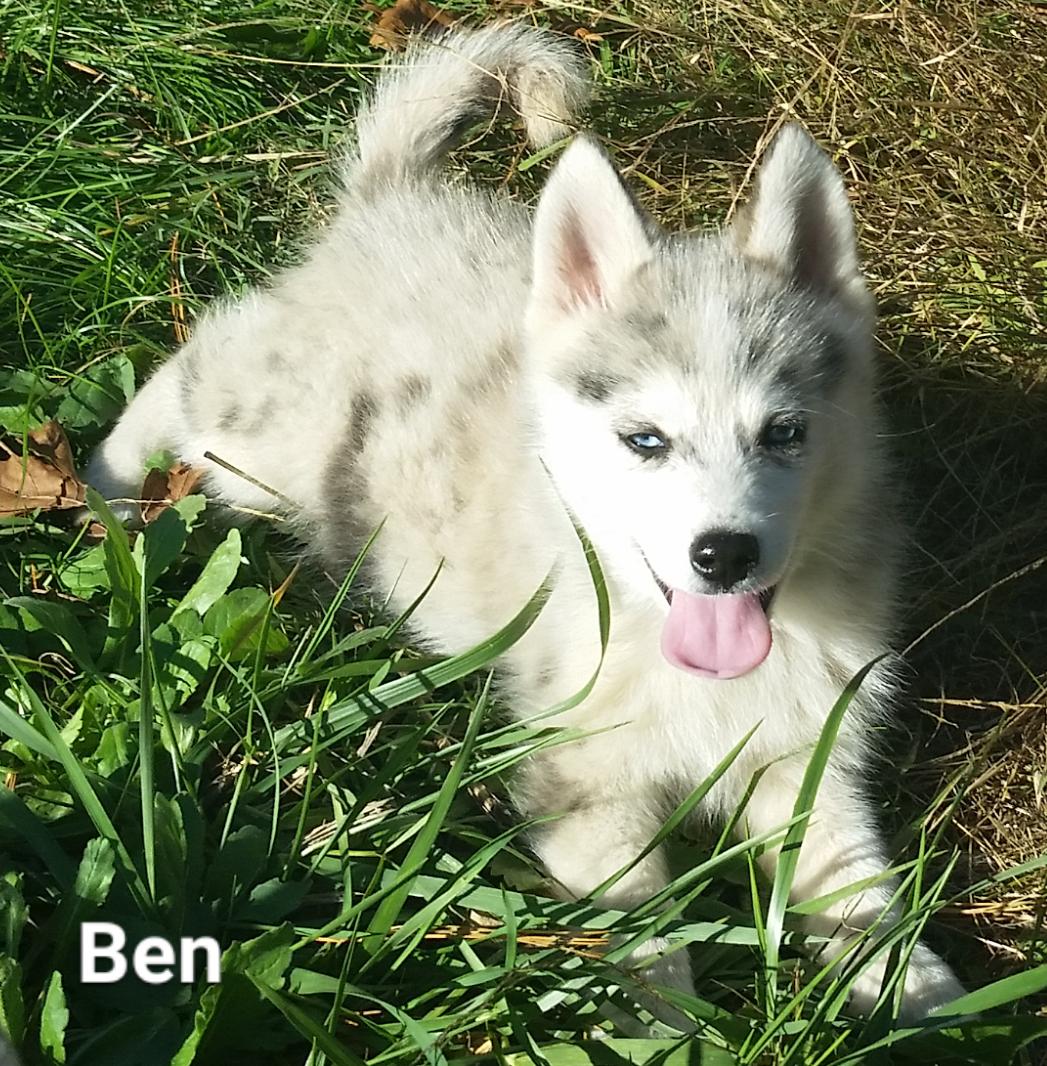 HeavenHusky's tweet photo. Ben #pomskypuppy #siberianhuskyandpomeraniancross #fluffy #furball #available #wolfie #pomskypup https://t.co/ZR88s99KDi