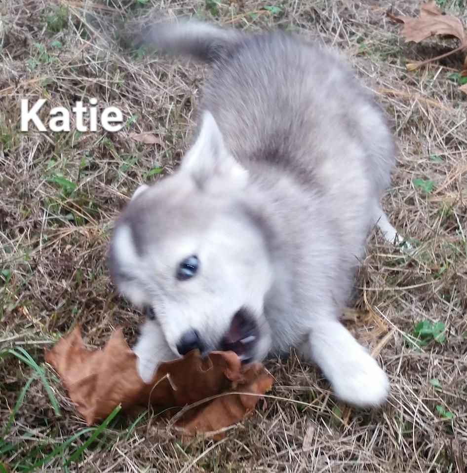 HeavenHusky's tweet photo. Katie playing #pomskypup #pomsky #pomskypuppy #siberianhuskyandpomeraniancross #fluffy #furball https://t.co/1CKJP5KtGT