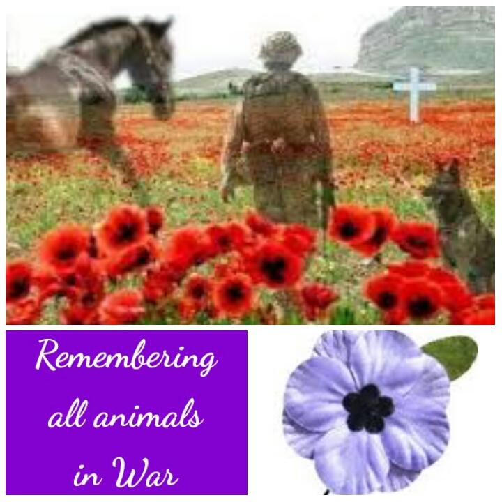 Harveysarmy1's tweet image. #FestivalofRemembrance #animalsofwar #LestWeForget #ExtendHarveysMandate 
tinyurl.com/opy44ye @GrayRiobo