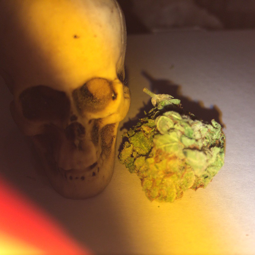 MissAltered's tweet image. "God's Green Gift" 💀 #weedporn