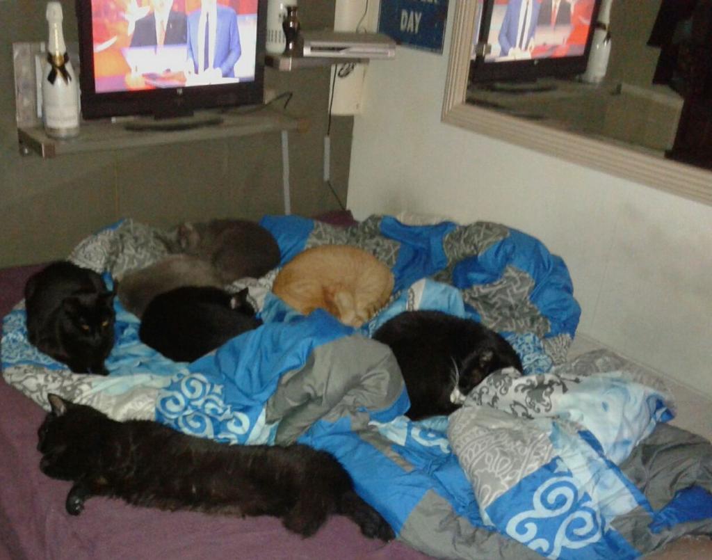 PrinsesChrissie's tweet image. En ikke dan? 😨😂 #catprivilege