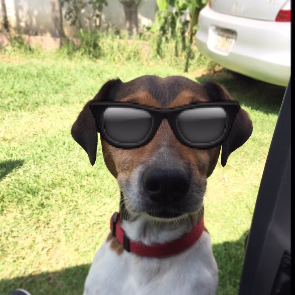 VLunettes tweet picture