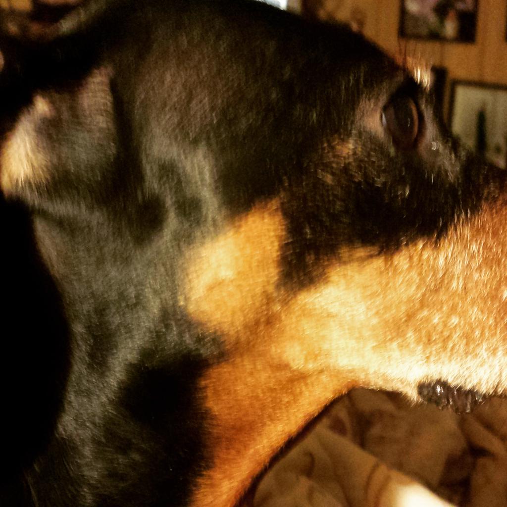 Chico looking so serious