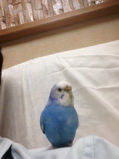deaigashira74's tweet photo. @maigo_sousaku 
【拡散希望】2015/10/23広島県尾道市向島町でセキセイインコが迷子になりました。保護された方、目撃された方がおられたら連絡をお願いします。 https://t.co/Y9XRFAPj6b