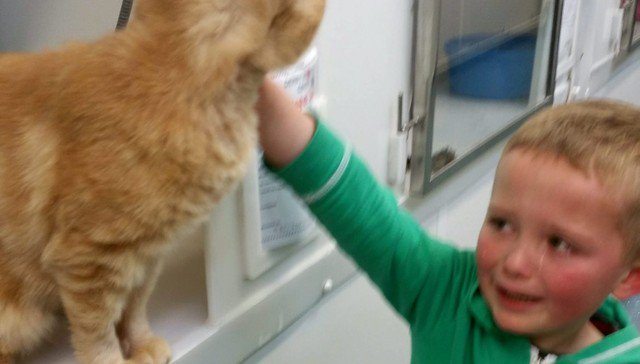 dodo's tweet photo. Little boy finds his missing cat 18 months later, and bursts into tears https://t.co/V7VAzYgrV7 https://t.co/bUKdNpjJGN