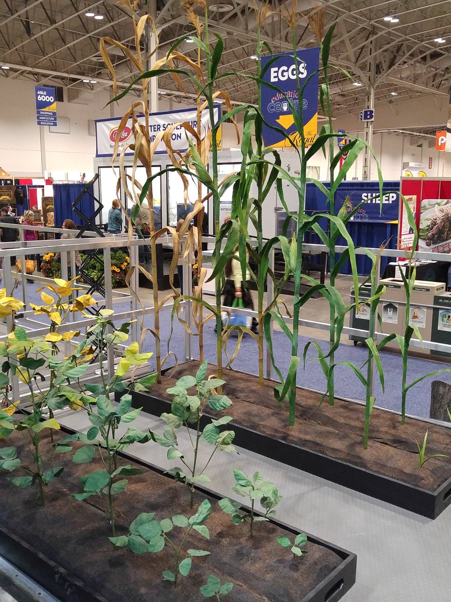 MyBitsandBleeps's tweet photo. Crops. @GoodinGrain @GoodinEveryGrain #ONgrain https://t.co/LJK0h6OaEX