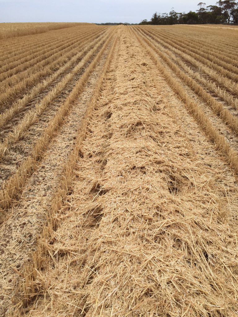 rick_rundell's tweet photo. Contractors #windrowburning #chute &amp; #yitpi #wheat #windrows for rye &amp; barley grass @fry_anna32 @SHChemicals https://t.co/3CYivXa2Jm