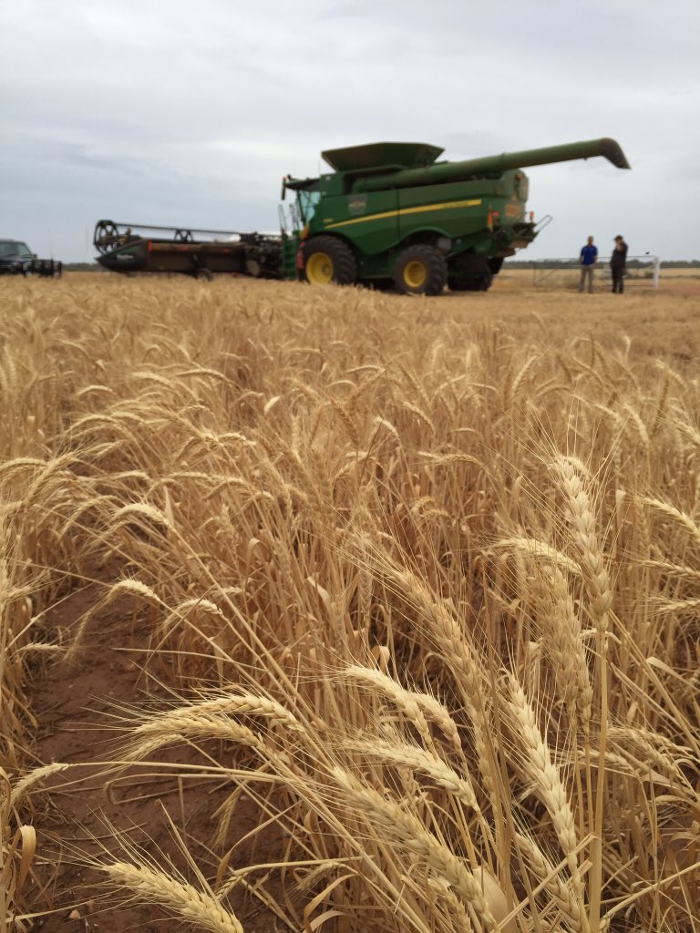 rick_rundell's tweet photo. Contractors #windrowburning #chute &amp; #yitpi #wheat #windrows for rye &amp; barley grass @fry_anna32 @SHChemicals https://t.co/3CYivXa2Jm