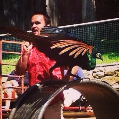 #training #trained #peacock #peacocks #peafowl #zoo #birdshow #movieanimal #film #flying #peafowl
