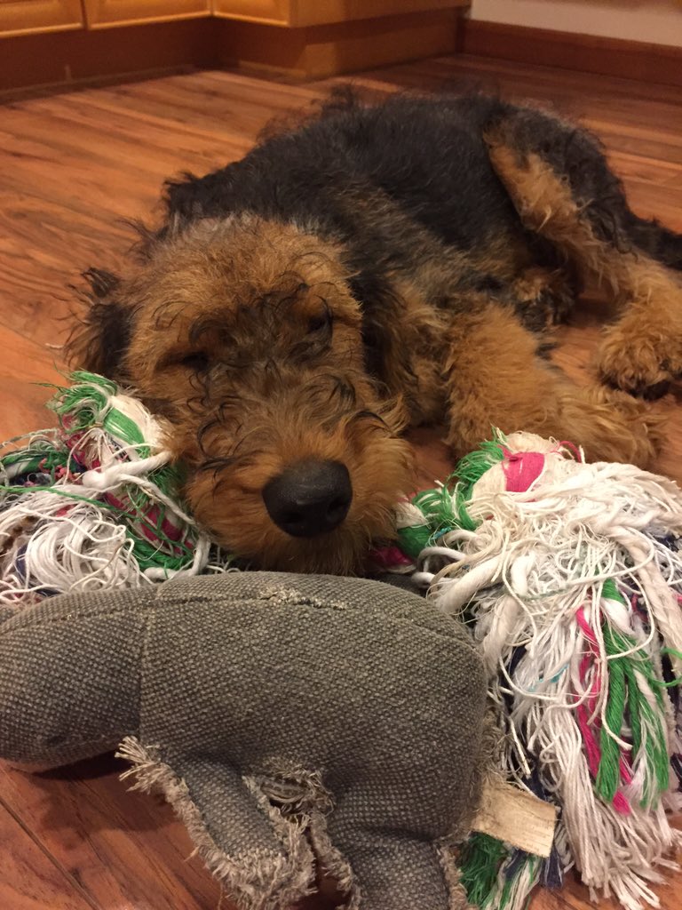 GirlMeetsIsland's tweet photo. My dog's face while listening to @Adele's latest. Clearly he's in love. #hello #puppytunes #airdale #adeleonrepeat https://t.co/YTqMZyhUqn