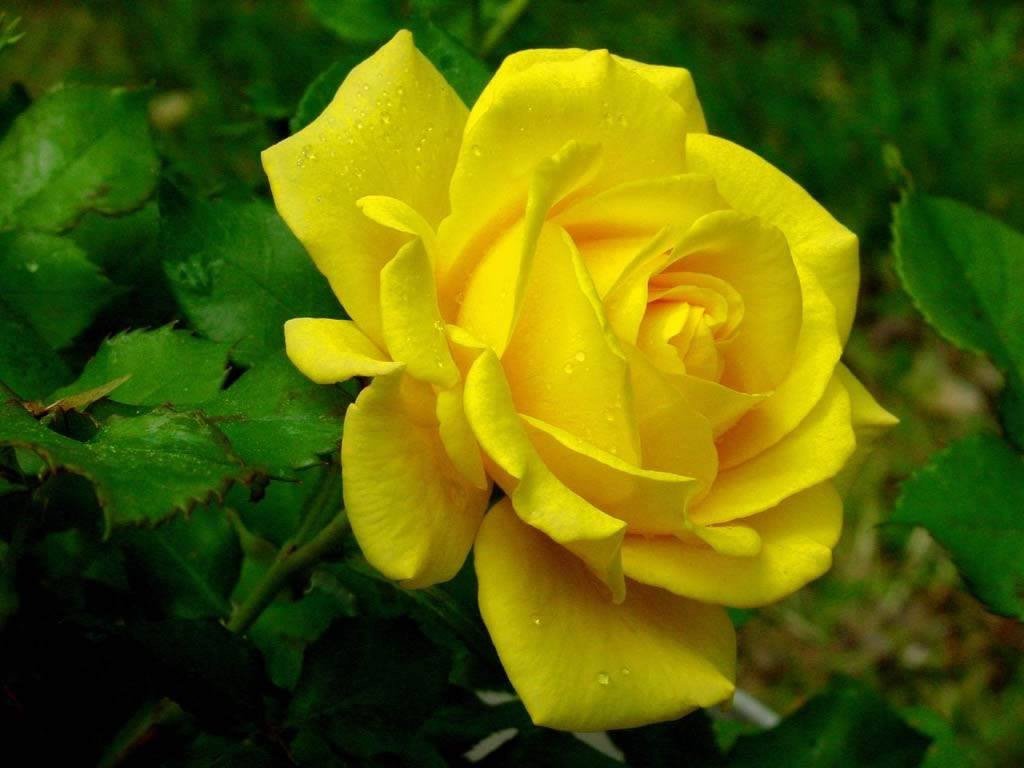 rosa emma tweet media