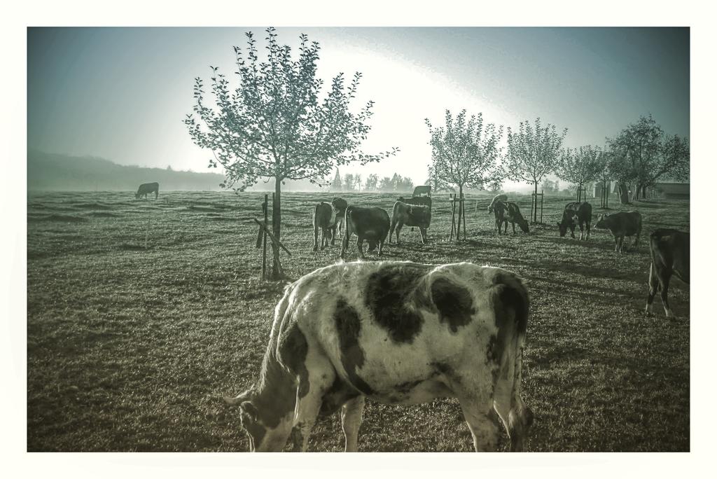 tonikindle's tweet photo. #Sonntagmorgen #sundaymorning #animals #cows #Landwirtschaft #landscape Nähe #dozwil  #thurgau #fotoemotionentk https://t.co/hz5qkVuqwe