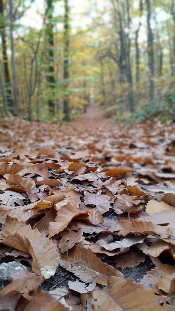 Valery_Andre_'s tweet photo. #Autumn is a second spring where every leaf is a flower 🍂 https://t.co/4yOcmbN3iz