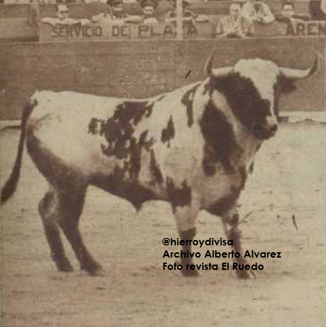 Toro de Salustiano Galache lidiado en la Feria de Julio de 1954 <a href="/pdencastes/">PlataformaDiversidad</a> <a href="/castavieja/">Castavieja</a> <a href="/torocharro/">Vicente Sánchez 🇪🇸⚔️</a> <a href="/PacoGalache/">toros galache</a>