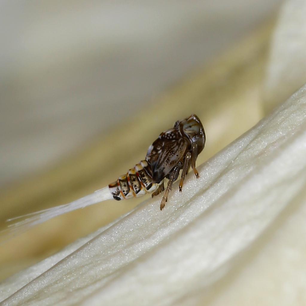 LERwildphoto's tweet photo. #Colas #SaltaPlantas #Issidae #Insectos #CiudadGuatemala #365Project @info502 @Metgt Foto311 https://t.co/wNqmomeZVM