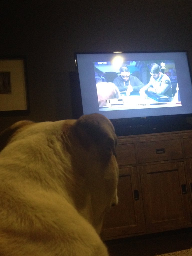 ElleSriracha's tweet image. Monkey&apos;s watching the #wsop2015 Main Event. He was pretty happy when stealthmunk busted. @Day2Beast403 #nohandshakes