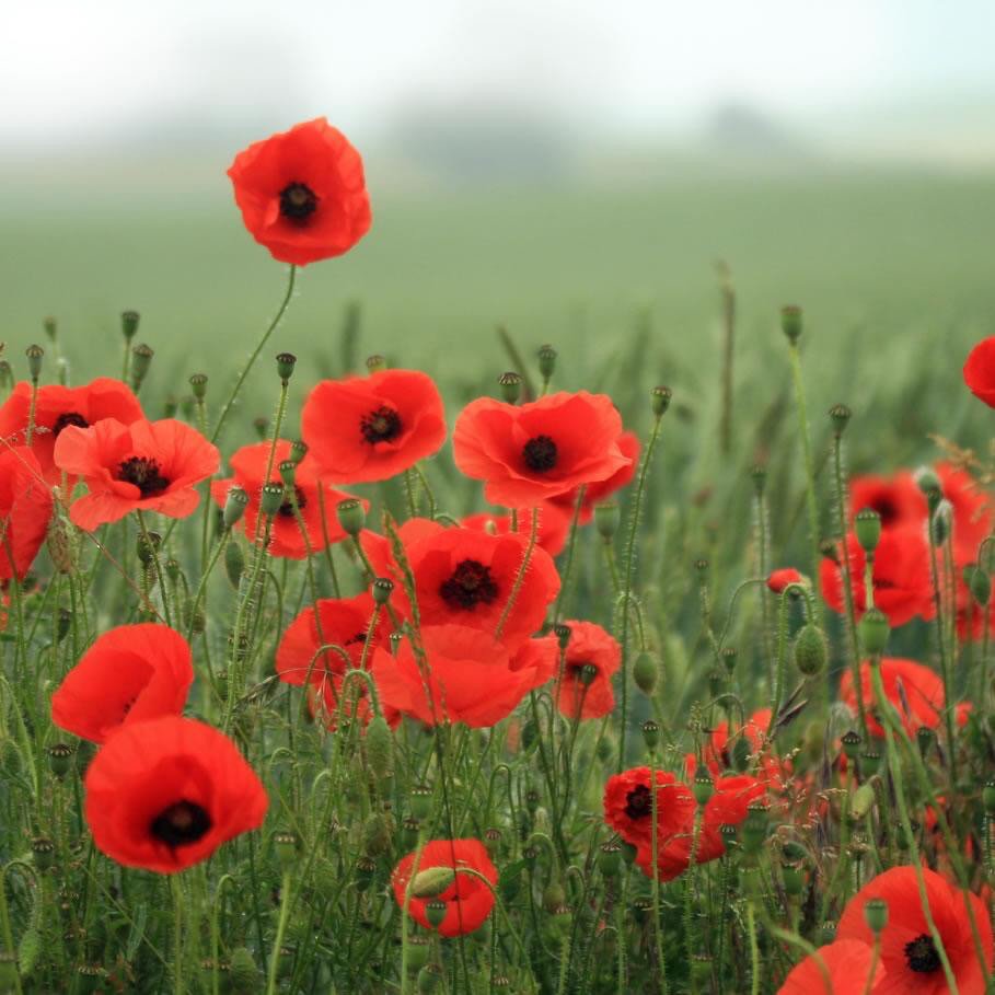 C_Booktique's tweet photo. #LestWeForget #PoppyAppeal #RemembranceSunday #HelpforHeroes #111111 https://t.co/UMlA23Lgf9