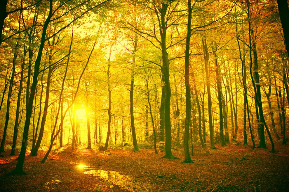 2RusticHearts's tweet image. Mystical-fall-forest-in-Larvik-Vestfold-Fylke-Norway.jpg (990×660)
goo.gl/dKVNtq