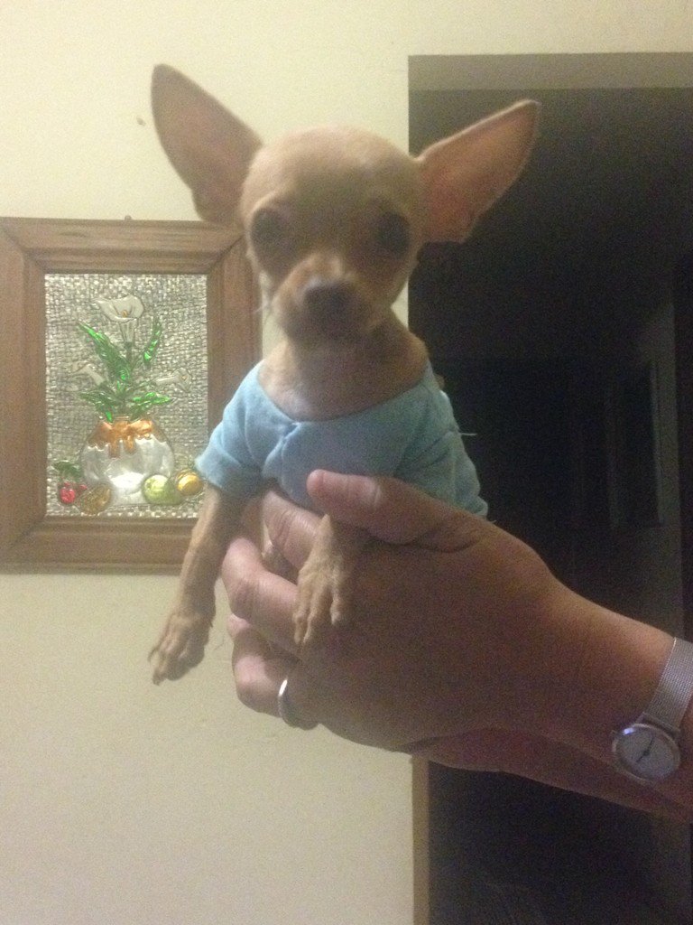 DinorahAngulo's tweet photo. @divo9 opino que es más guapo Oddy Tamayo 😂😂😂😂😂😂😂 saludos !!!! https://t.co/TBLxPzTLgB