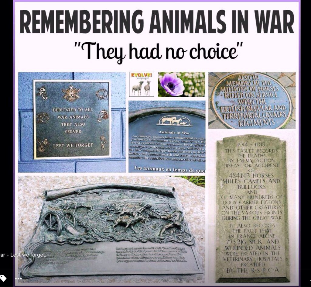 MinoValleyFarm's tweet image. Together with all who gave their lives remember the forgotten hero's #AnimalsOfWar