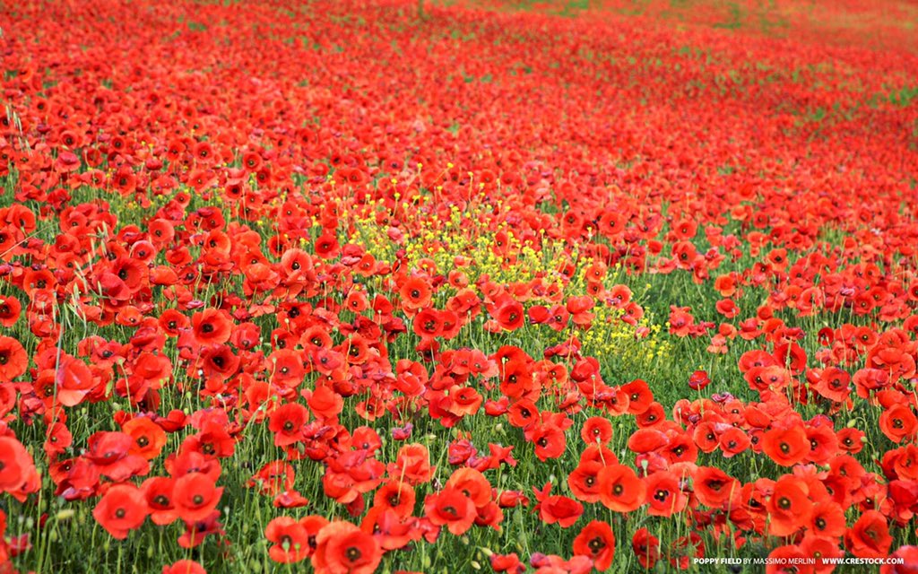 When you go home tell them of us and say 'for your tomorrow we gave our today'

#LestWeForget