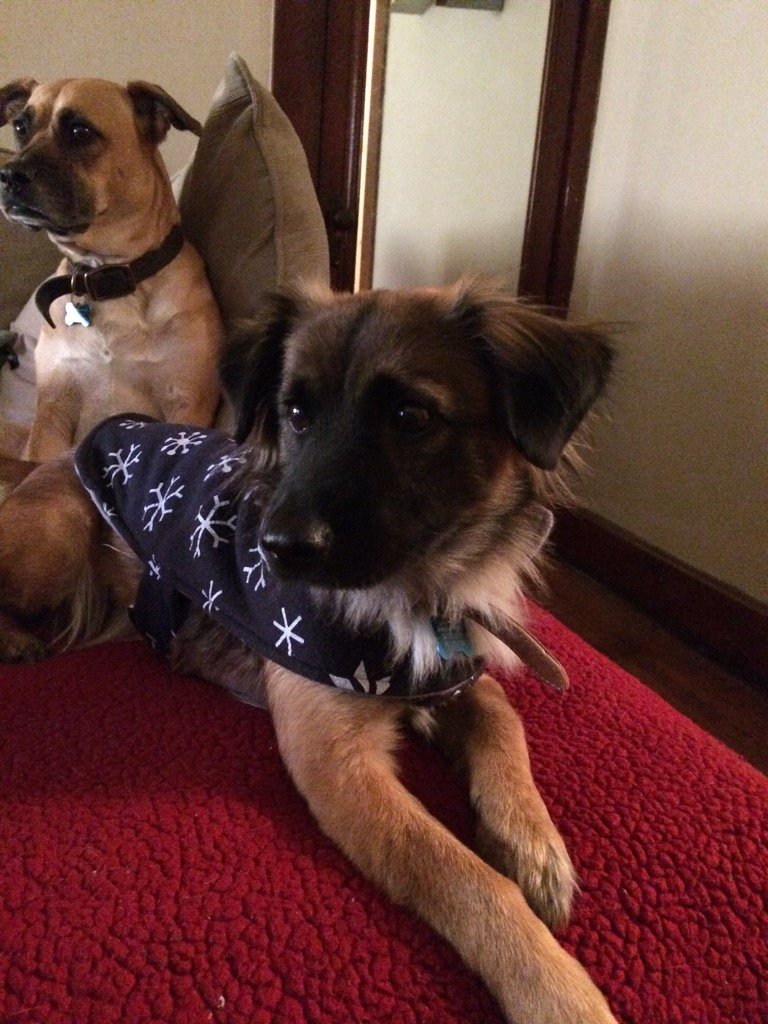 lcramer23's tweet photo. This dog loves her sweats she got a new one last night #sweaterweather https://t.co/UstudNQCto