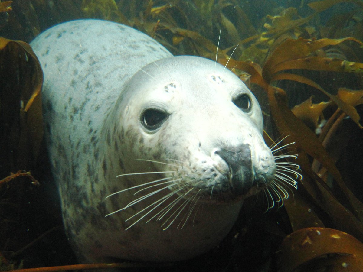 Sealdiver's tweet photo. @MUSACdiving at #Farnes with @farnesdiving @mickycraig999 &amp; my dive #buddies https://t.co/LyFvbFNzg1
