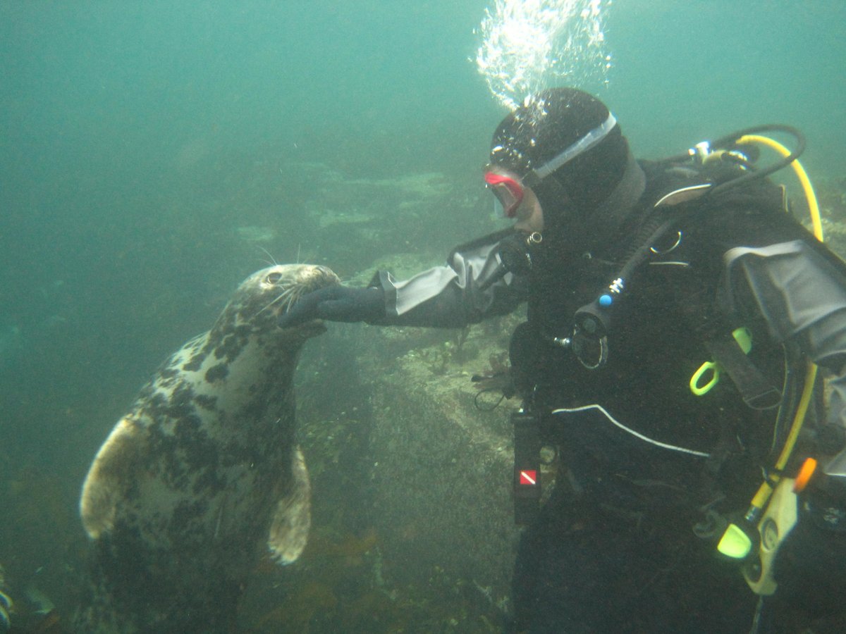 Sealdiver's tweet photo. @MUSACdiving at #Farnes with @farnesdiving @mickycraig999 &amp; my dive #buddies https://t.co/LyFvbFNzg1