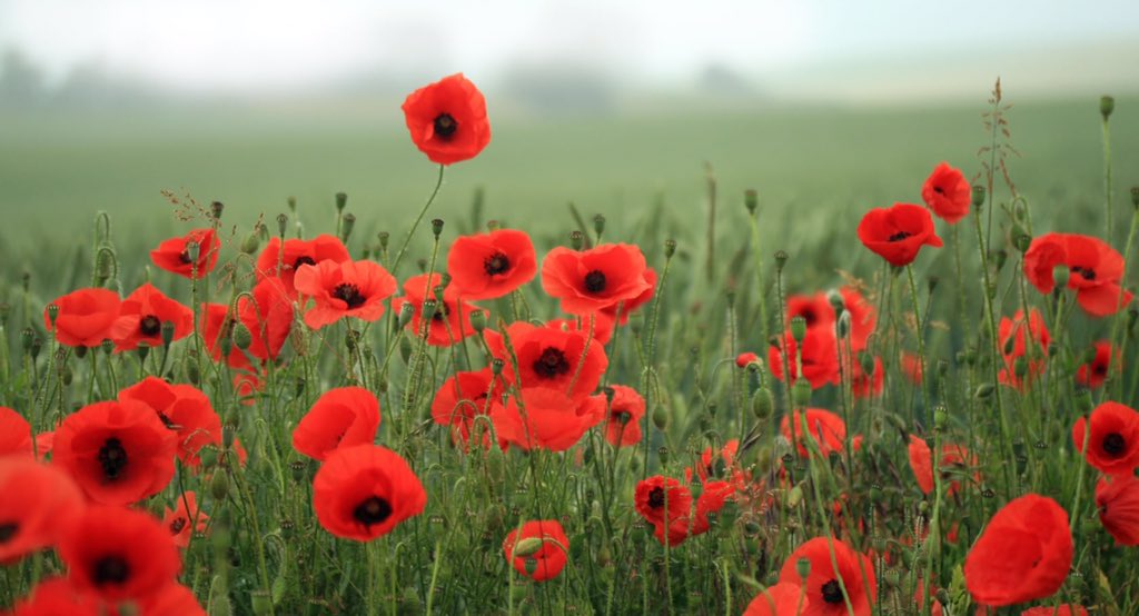 canterburyNZ's tweet photo. #LestWeForget https://t.co/1KlGsC3Ak0