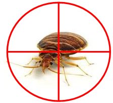 AttackPCS's tweet photo. Attack Pest Control Sydney provide the best Bed Bugs treatment with 200% job Guaranteed
https://t.co/RKWD1aseWE https://t.co/PHmYYz2ZnP