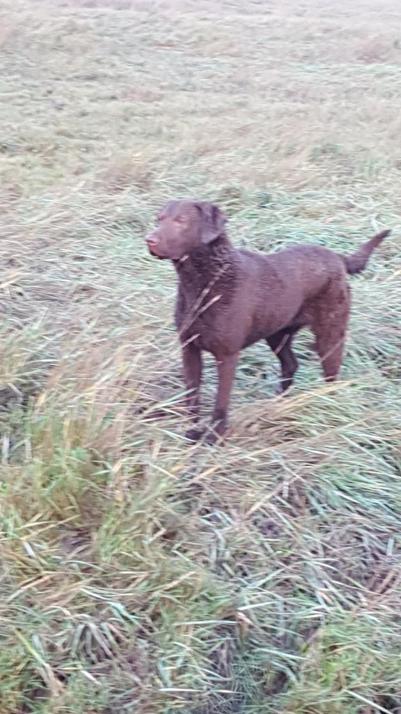 washwildfowler's tweet photo. She's  coming on Great .. https://t.co/oQ2gA6yvh4