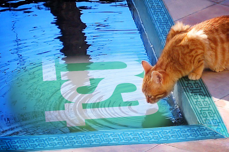catstufftoday tweet picture