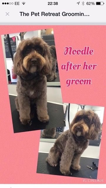 JudithFingleton's tweet image. Lost last night - Snelson area - if found pls call 07862731010 - desperate xx