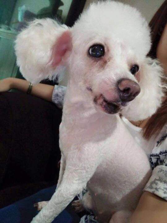 fernnnfernnfern's tweet photo. หมาหายจ้า มีน้องฝากลง https://t.co/xJPG0zBVkf