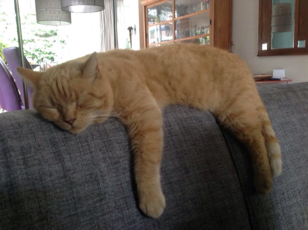 StrengM's tweet image. Ons Beertje #catprivilege @sylviawitteman