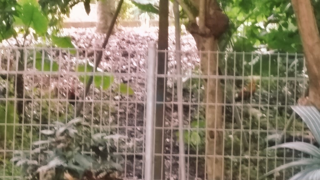 LadyHarini's tweet photo. #mansionatcluny #rooster that took a walk  at cluny...#mykindasunday https://t.co/M2vE3vz5eY