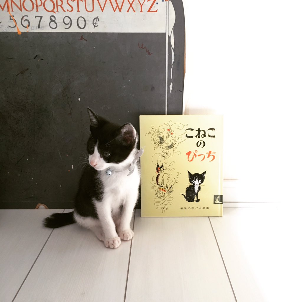 こねこのぴっち こねこのぴっち