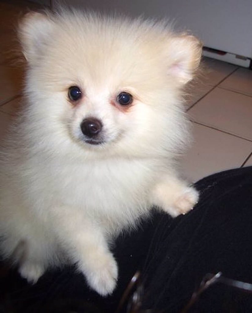 MarcNavs's tweet image. #bigdogsunday @AmyFreeze7   Yogi from Staten Island.  @ABC7NY