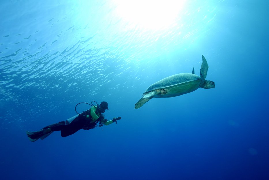 Penyu Hijau: Penjelajah Samudera yang Terancam Punah di Kepulauan Derawan ow.ly/U5NqG