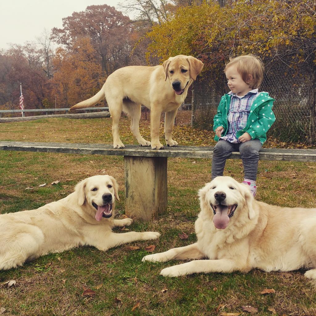 GivingRetriever's tweet photo. Puppy Training https://t.co/xiKR4mJL5E