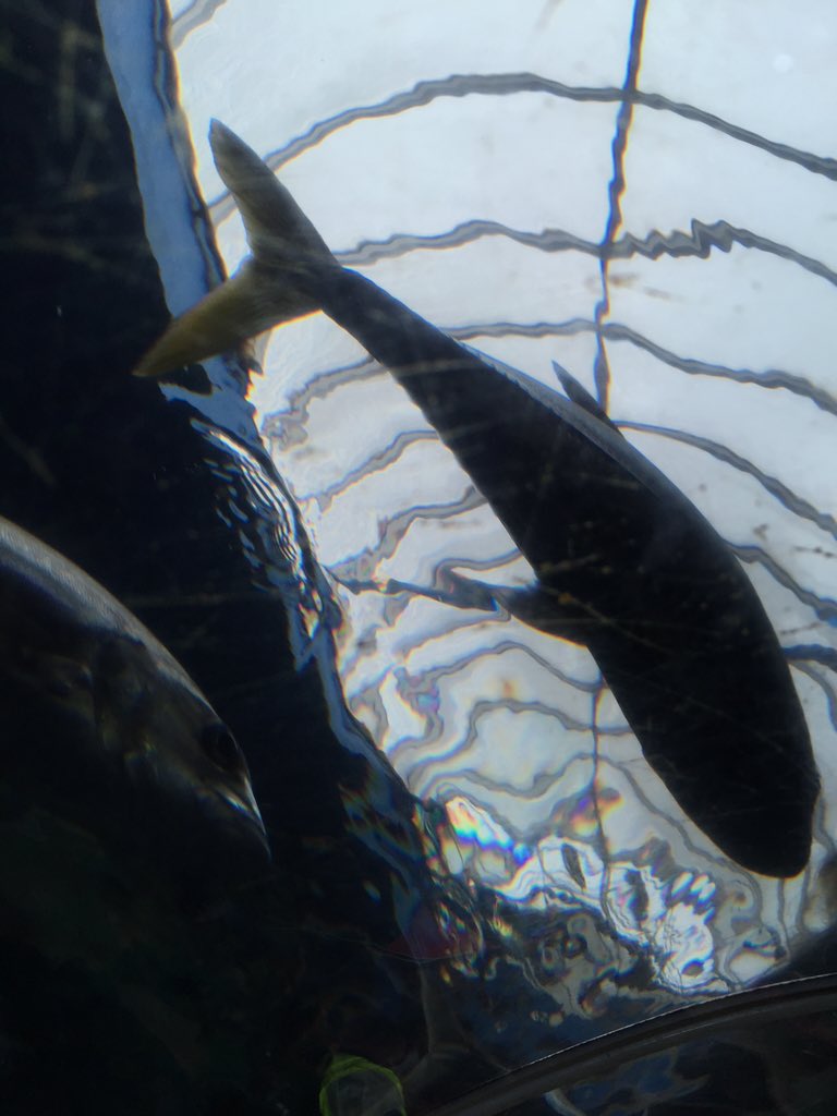 MikeSprawson's tweet image. Da na. Da na da da da da da da da