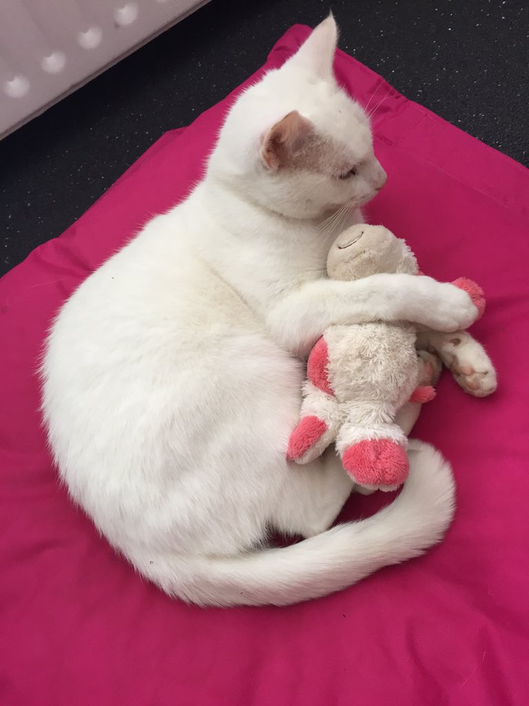 Nathalie105's tweet image. #catprivilege weer een voor @sylviawitteman