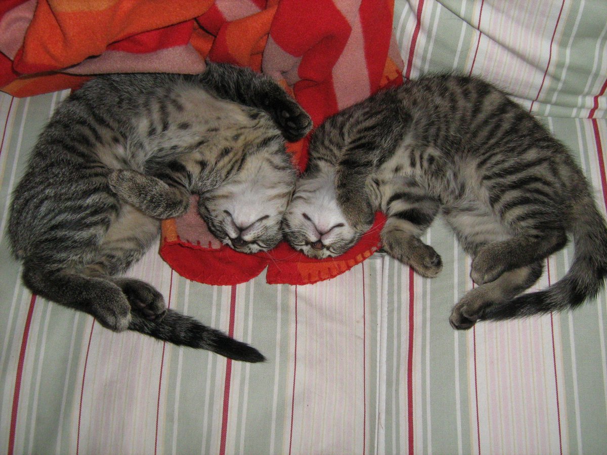 Legekip's tweet image. #catprivilege