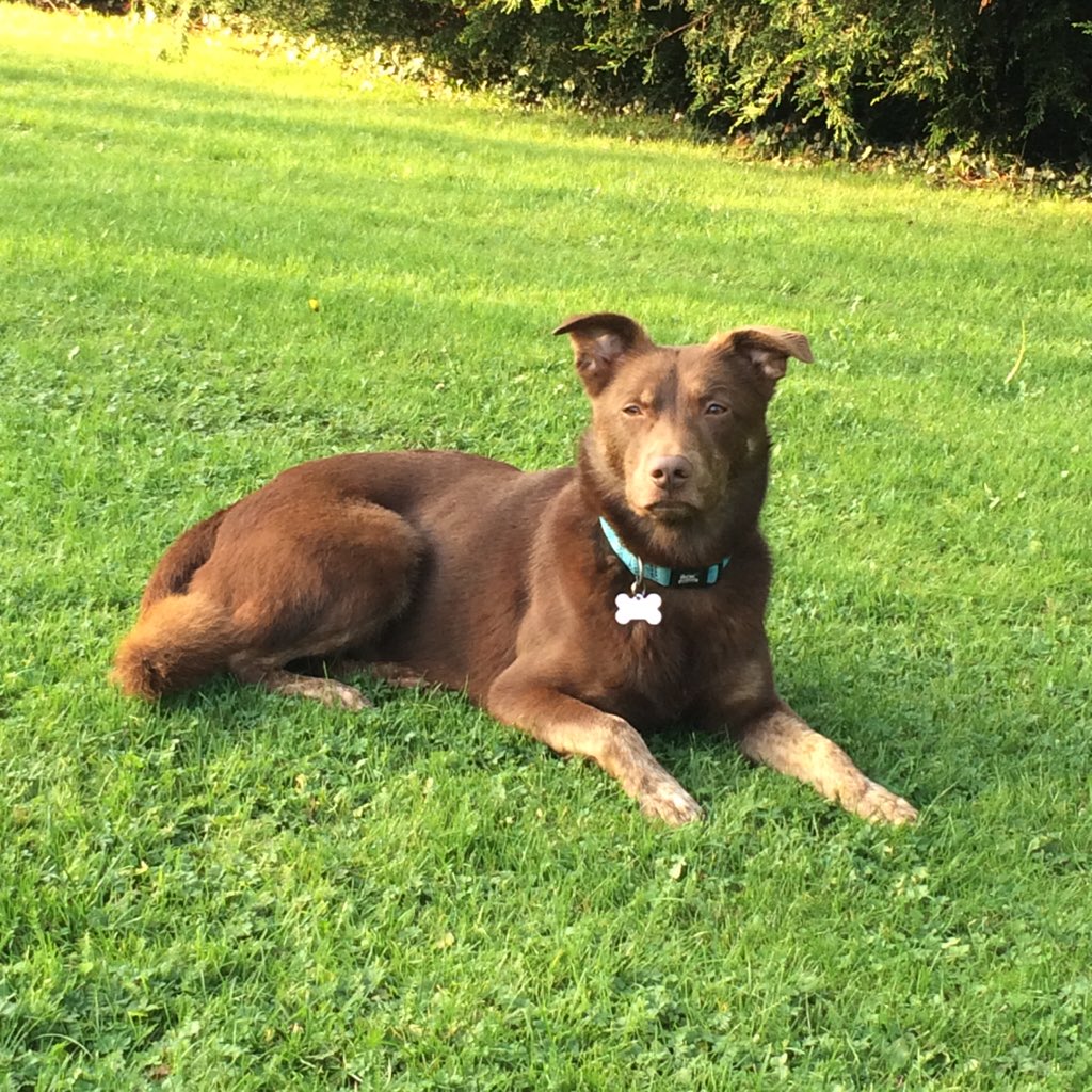 Neonstarlet's tweet photo. My handsome dog is clean thanks to @animology &amp; trendy thanks to @ROKStrapsEurope #TiredPooch #NoFilter https://t.co/qq5KDt4g8i