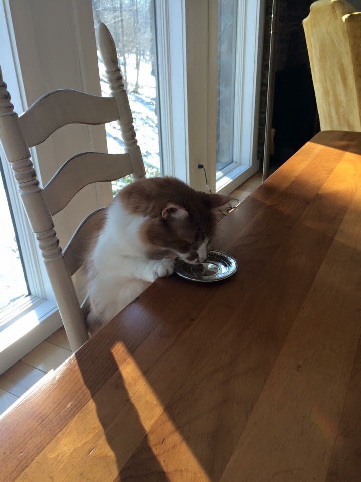 BardDebate's tweet photo. @cornell_debate hairball? Gross! get some manners #huber15 #teampetey https://t.co/IOkLkT3iMx