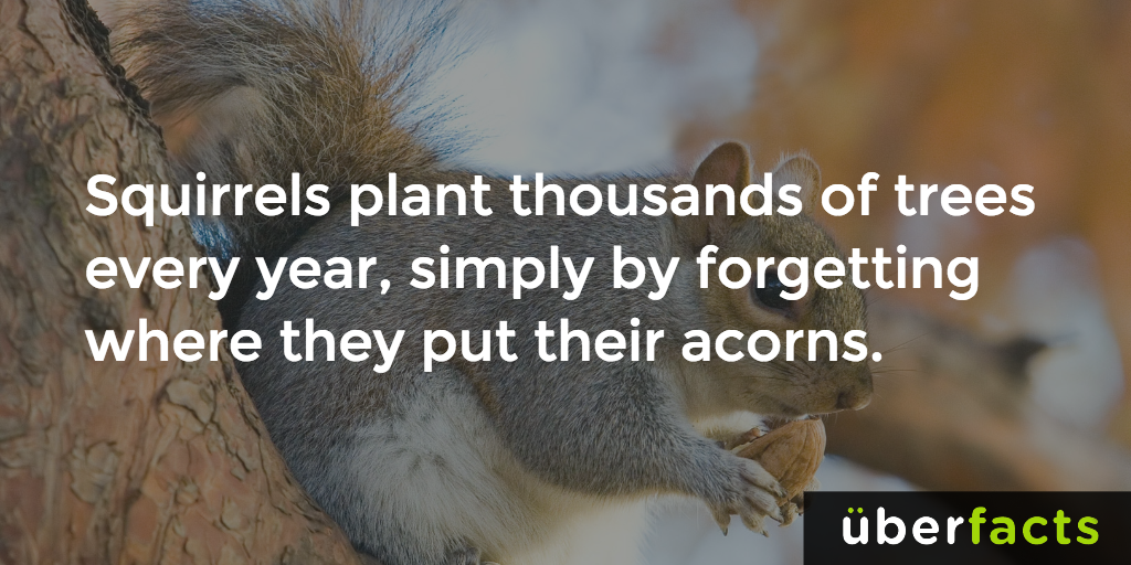 UberFacts's tweet photo. And to those squirrels, I say "thank you." https://t.co/ib3nHTIs4Y