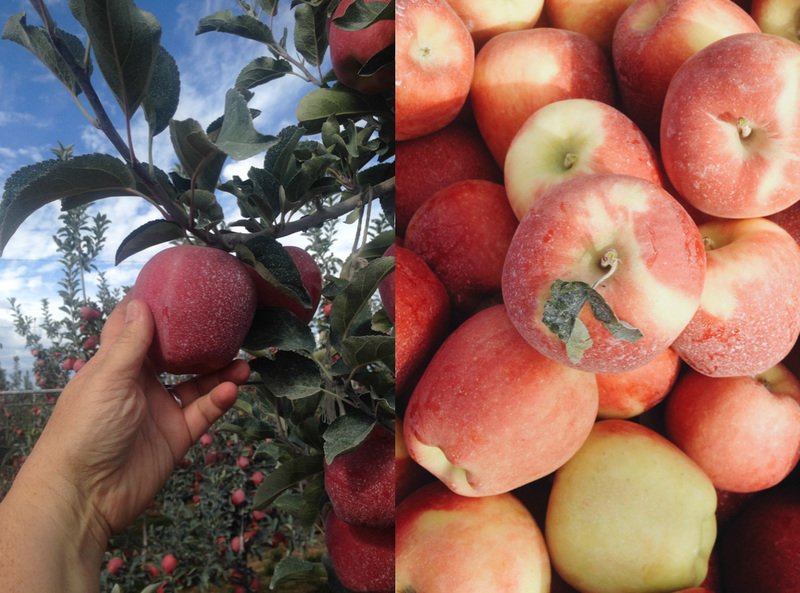 Pretty_And_Fit's tweet photo. Ambrosia apples via @S_MV21 https://t.co/rGU7t8MId4 @glutenfreegirl #recommends https://t.co/5zndsCkjy8